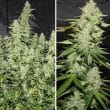 Auto Glueberry OG Cannabis Seeds by Dutch Passion Seeds