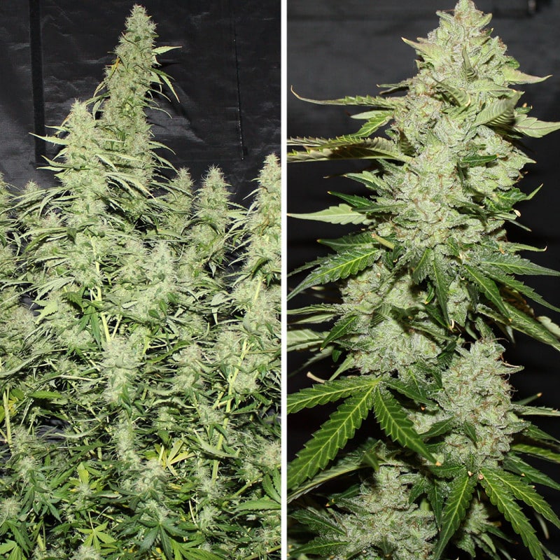 Auto Glueberry OG by Dutch Passion Seeds Auto Glueberry OG by Dutch Passion Seeds