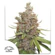 Auto Glueberry OG Cannabis Seeds by Dutch Passion Seeds