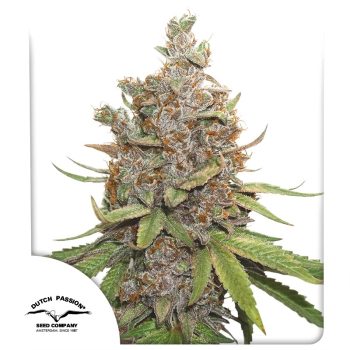 Auto Glueberry OG Cannabis Seeds by Dutch Passion Seeds