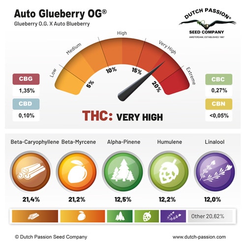 Auto Glueberry OG terpene and cannabinoid profile Auto Glueberry OG terpene and cannabinoid profile