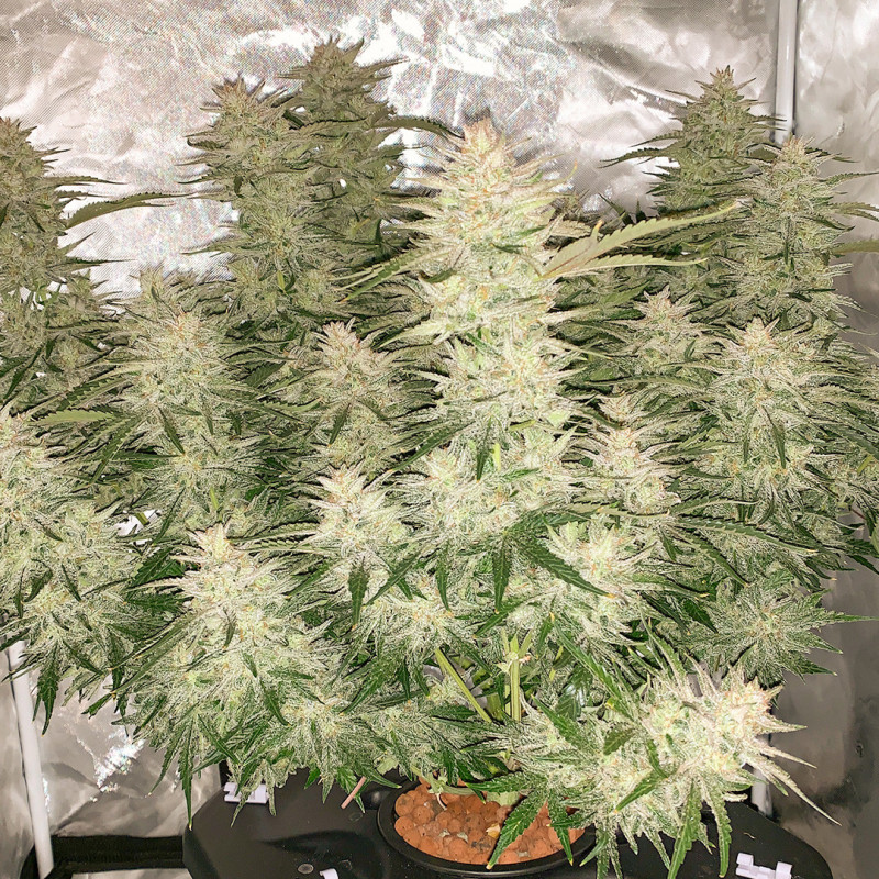 Auto Glueberry OG by Dutch Passion Seeds Auto Glueberry OG by Dutch Passion Seeds