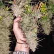 Auto Kerosene Krash Cannabis Seeds by Dutch Passion Seeds