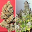 Auto Kerosene Krash Cannabis Seeds by Dutch Passion Seeds