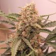 Auto Kerosene Krash Cannabis Seeds by Dutch Passion Seeds
