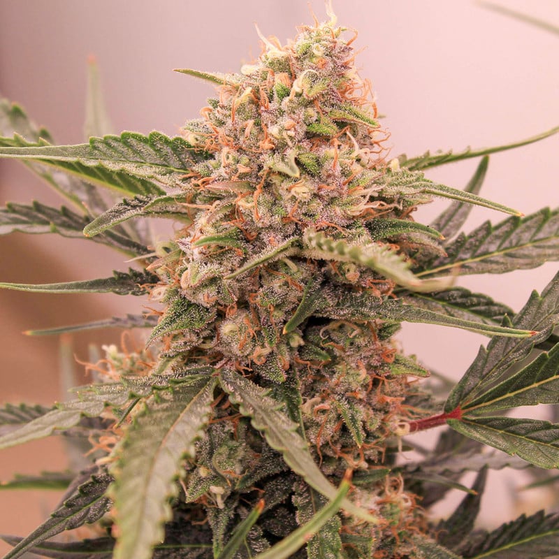 Auto Kerosene Krash by Dutch Passion Seeds Auto Kerosene Krash by Dutch Passion Seeds