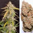 Auto Kerosene Krash Cannabis Seeds by Dutch Passion Seeds
