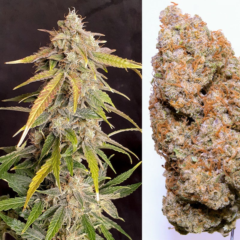 Auto Kerosene Krash by Dutch Passion Seeds Auto Kerosene Krash by Dutch Passion Seeds