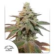 Auto Kerosene Krash Cannabis Seeds by Dutch Passion Seeds