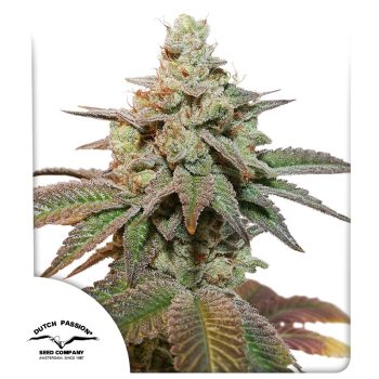 Auto Kerosene Krash Cannabis Seeds by Dutch Passion Seeds