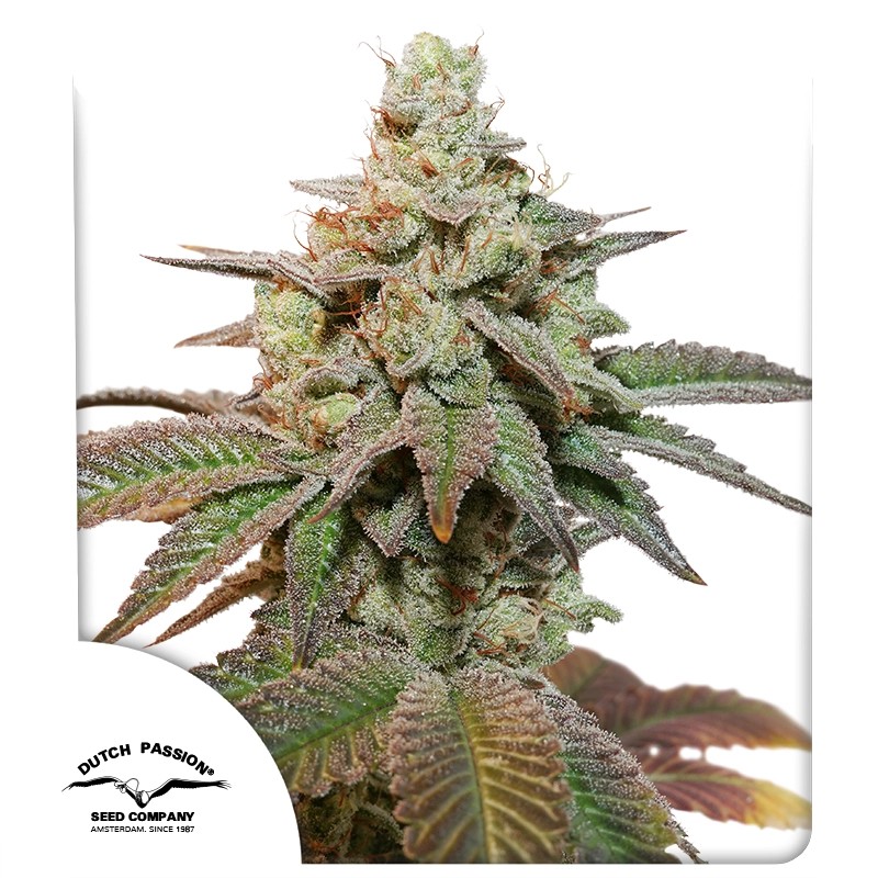 Auto Kerosene Krash Cannabis Seeds by Dutch Passion Seeds Auto Kerosene Krash Cannabis Seeds by Dutch Passion Seeds
