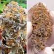 Auto Kingston Punch seeds by Dutch Passion