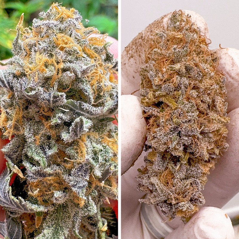 Auto Kingston Punch by Dutch Passion Seeds Auto Kingston Punch by Dutch Passion Seeds