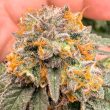 Auto Kingston Punch seeds by Dutch Passion
