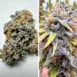 Auto Kingston Punch seeds by Dutch Passion
