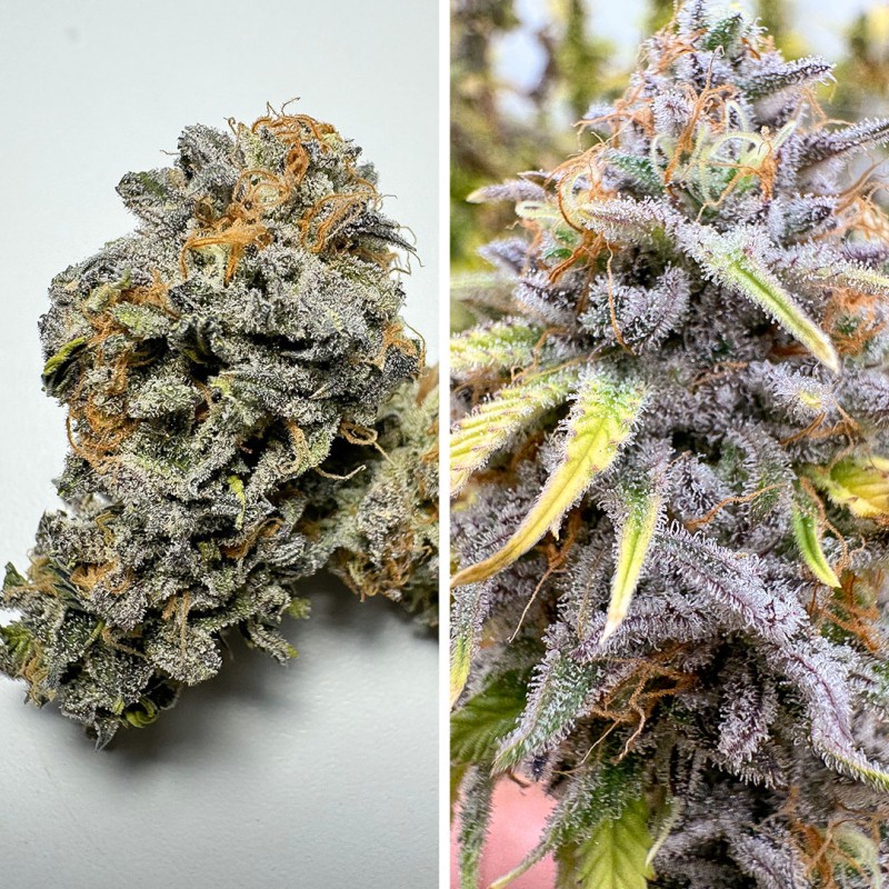 Auto Kingston Punch by Dutch Passion Seeds Auto Kingston Punch by Dutch Passion Seeds