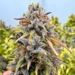 Auto Kingston Punch seeds by Dutch Passion
