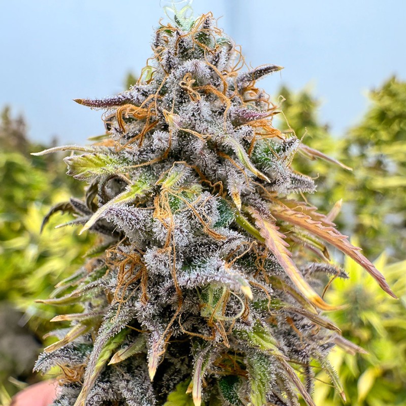 Auto Kingston Punch by Dutch Passion Seeds Auto Kingston Punch by Dutch Passion Seeds