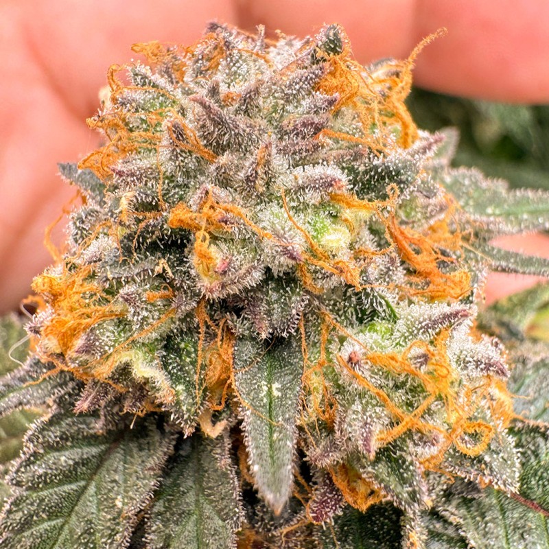 Auto Kingston Punch by Dutch Passion Seeds Auto Kingston Punch by Dutch Passion Seeds