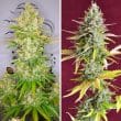 Auto Lemon Kix Cannabis Seeds by Dutch Passion Seeds