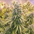 Auto Lemon Kix Cannabis Seeds by Dutch Passion Seeds