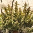 Auto Lemon Kix Cannabis Seeds by Dutch Passion Seeds