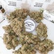 Auto Lemon Kix Cannabis Seeds by Dutch Passion Seeds