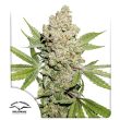 Auto Lemon Kix Cannabis Seeds by Dutch Passion Seeds