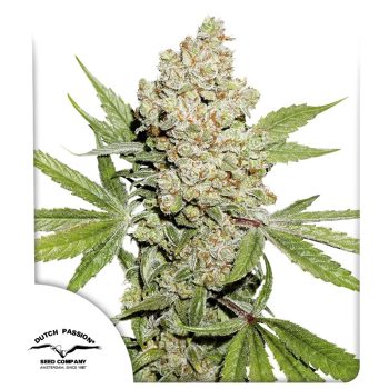 Auto Lemon Kix Cannabis Seeds by Dutch Passion Seeds