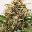 Auto MAC #1 Cannabis Seeds by Dutch Passion Seeds