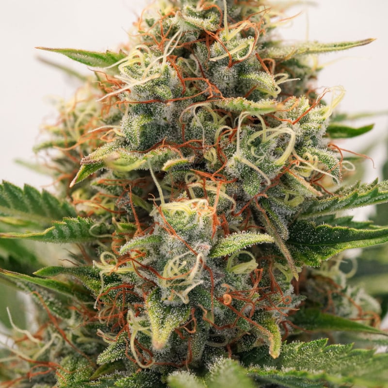 Auto MAC #1 by Dutch Passion Seeds Auto MAC #1 by Dutch Passion Seeds