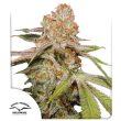 Auto MAC #1 Cannabis Seeds by Dutch Passion Seeds
