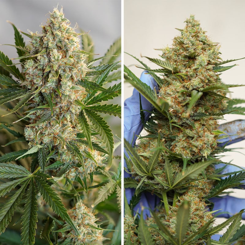 Auto MAC #1 by Dutch Passion Seeds Auto MAC #1 by Dutch Passion Seeds