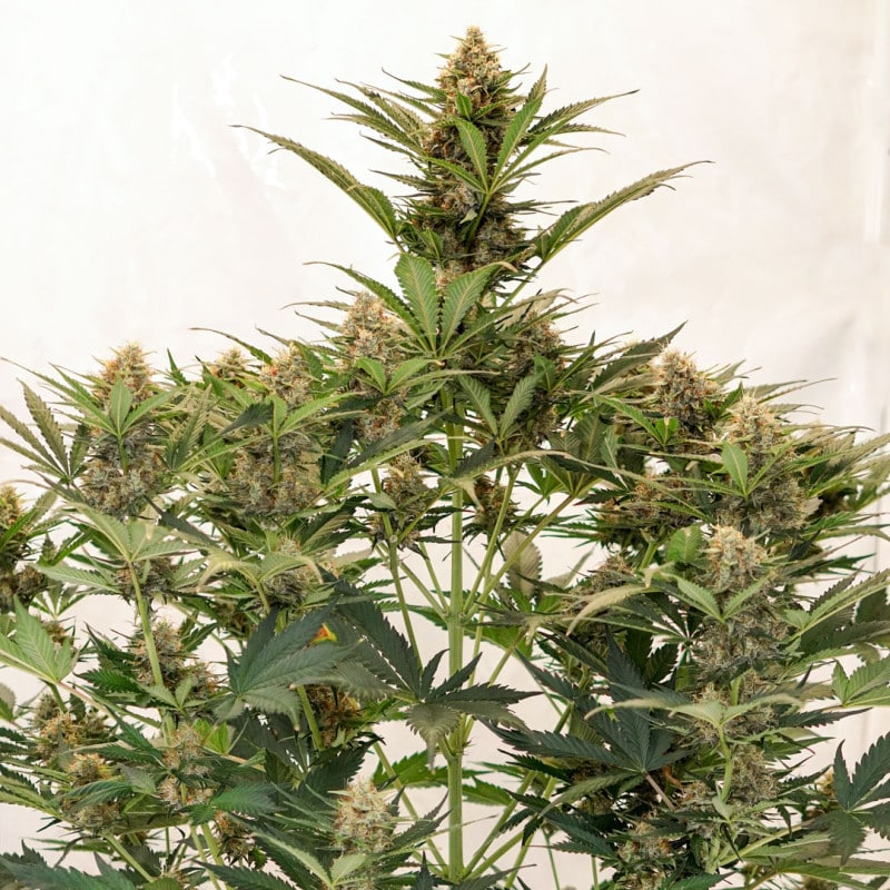 Auto MAC #1 by Dutch Passion Seeds Auto MAC #1 by Dutch Passion Seeds