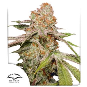 Auto MAC #1 Cannabis Seeds by Dutch Passion Seeds