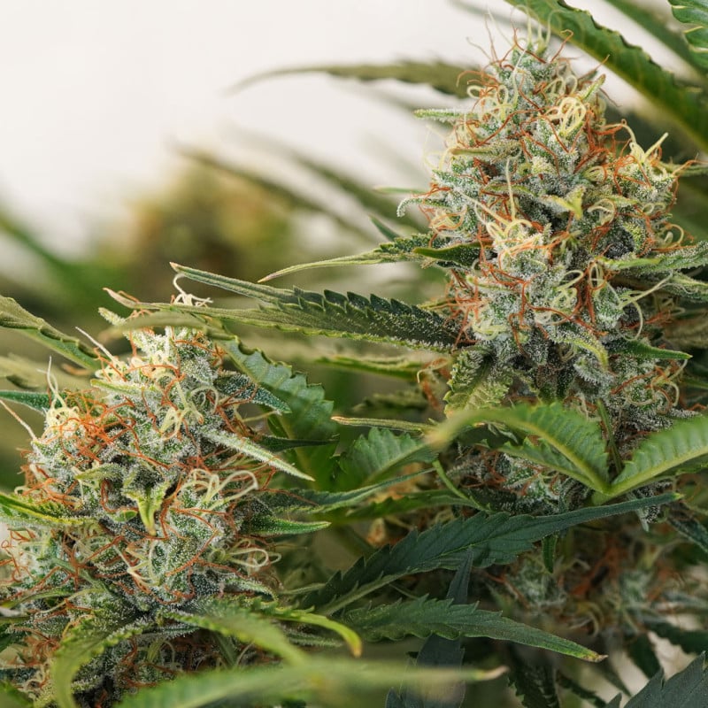 Auto MAC #1 by Dutch Passion Seeds Auto MAC #1 by Dutch Passion Seeds
