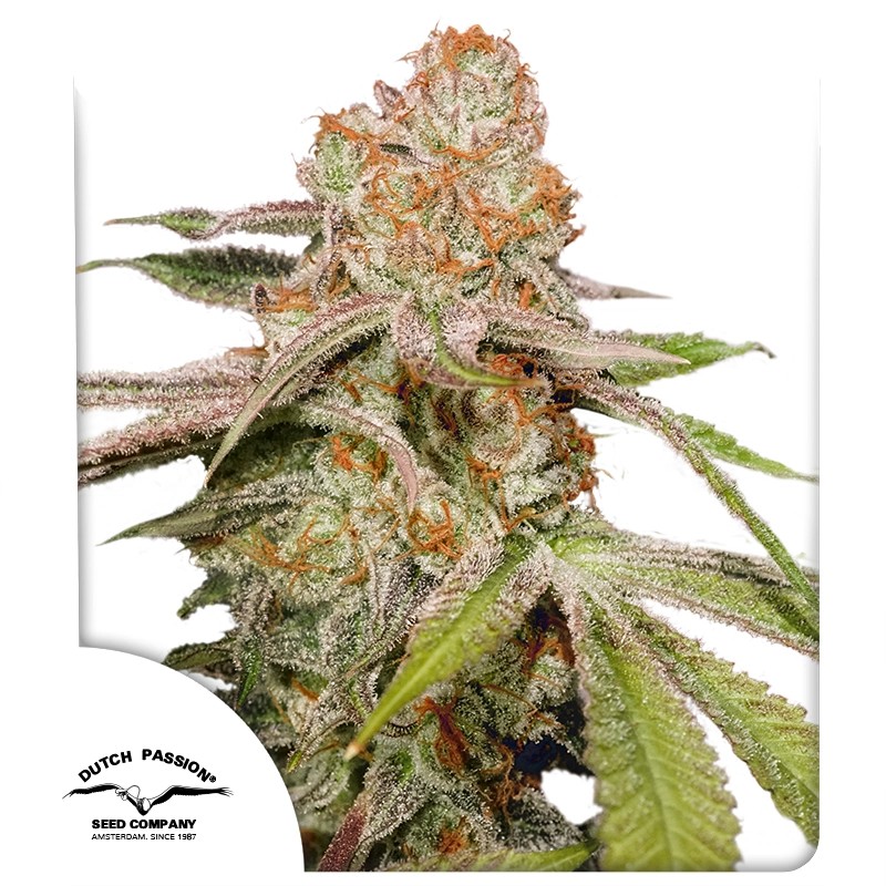 Auto MAC #1 Cannabis Seeds by Dutch Passion Seeds Auto MAC #1 Cannabis Seeds by Dutch Passion Seeds