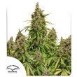 Auto Mazar by Dutch Passion Seeds