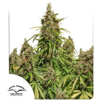 Auto Mazar by Dutch Passion Seeds