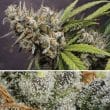 DP Melonade Runtz Auto Cannabis Seeds by Dutch Passion Seeds