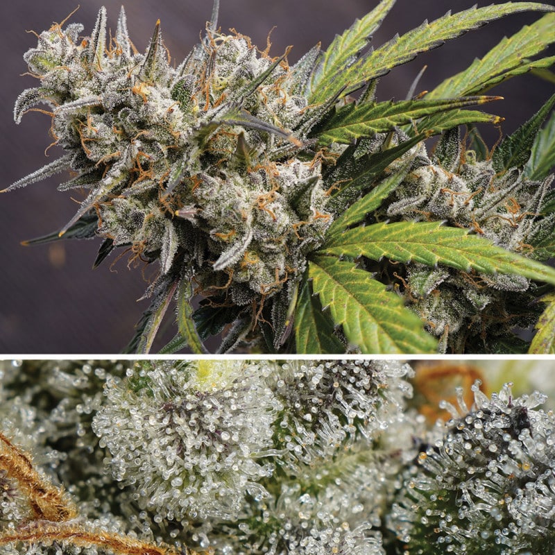 DP Melonade Runtz Auto Cannabis Seeds by Dutch Passion Seeds DP Melonade Runtz Auto Cannabis Seeds by Dutch Passion Seeds