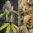 DP Melonade Runtz Auto Cannabis Seeds by Dutch Passion Seeds