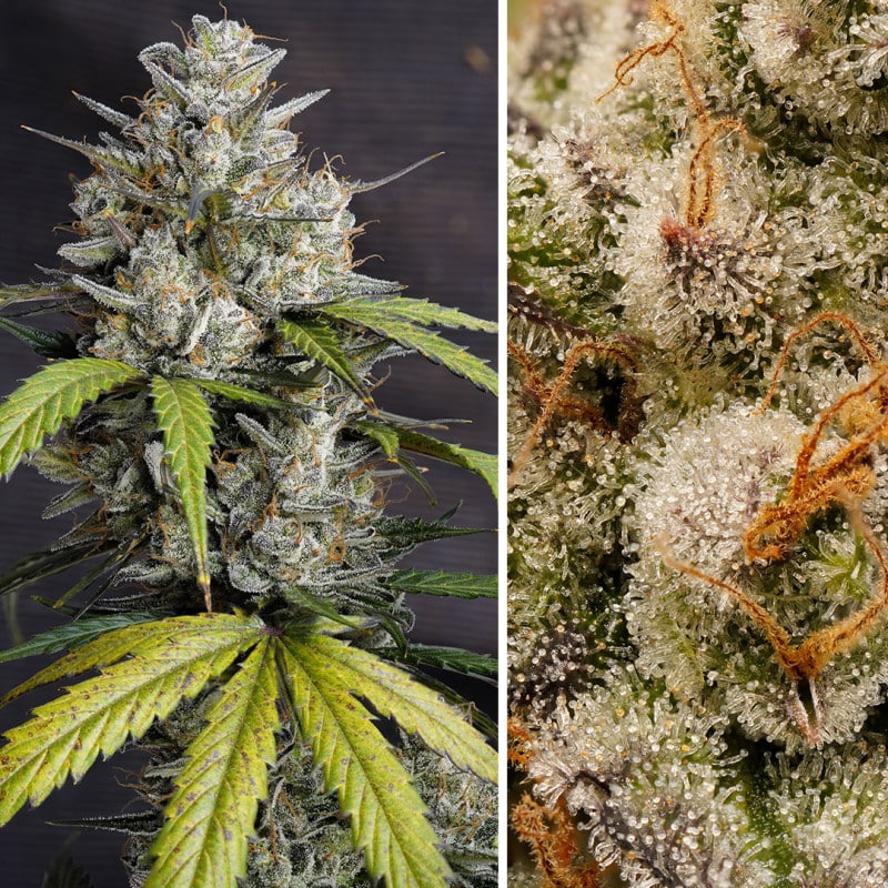 Melonade Runtz Auto by Dutch Passion Seeds Melonade Runtz Auto by Dutch Passion Seeds