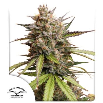 DP Melonade Runtz Auto Cannabis Seeds by Dutch Passion Seeds