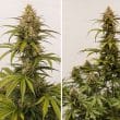 DP Melonade Runtz Auto Cannabis Seeds by Dutch Passion Seeds