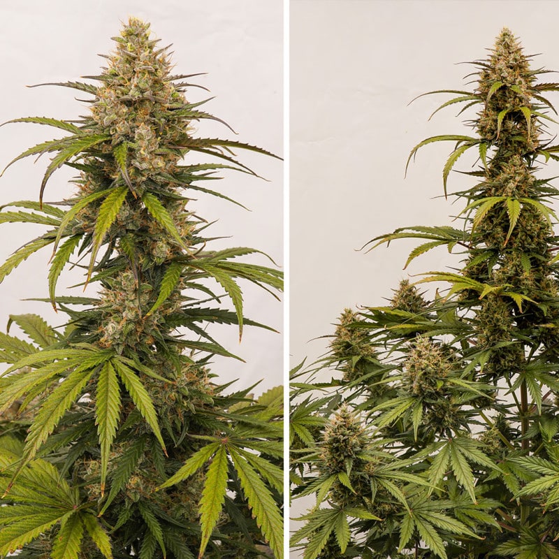 Melonade Runtz Auto by Dutch Passion Seeds Melonade Runtz Auto by Dutch Passion Seeds