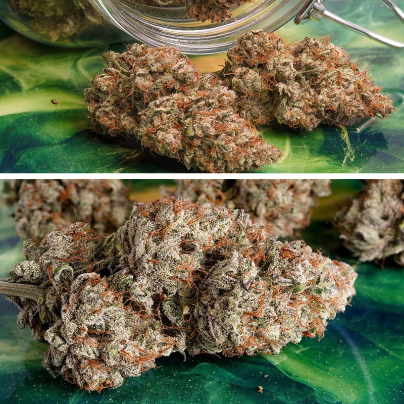 Melonade Runtz Auto by Dutch Passion Seeds Melonade Runtz Auto by Dutch Passion Seeds