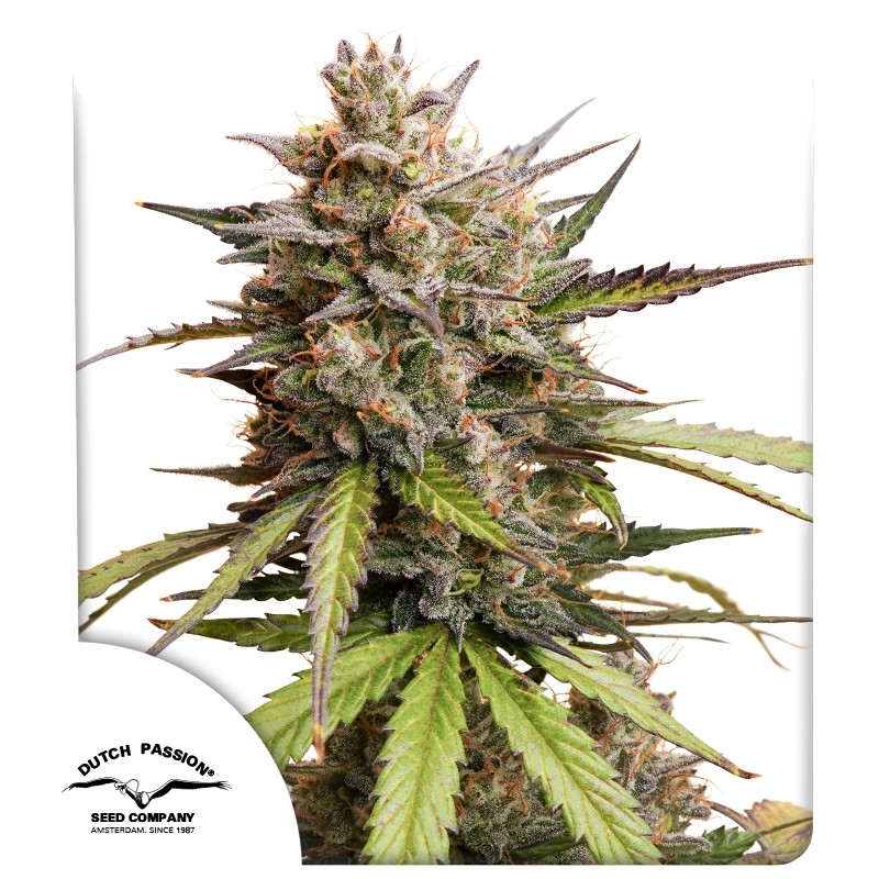 DP Melonade Runtz Auto Cannabis Seeds by Dutch Passion Seeds DP Melonade Runtz Auto Cannabis Seeds by Dutch Passion Seeds