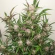 Auto Mimosa Punch Cannabis Seeds by Dutch Passion Seeds