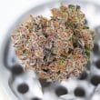 Auto Mimosa Punch Cannabis Seeds by Dutch Passion Seeds